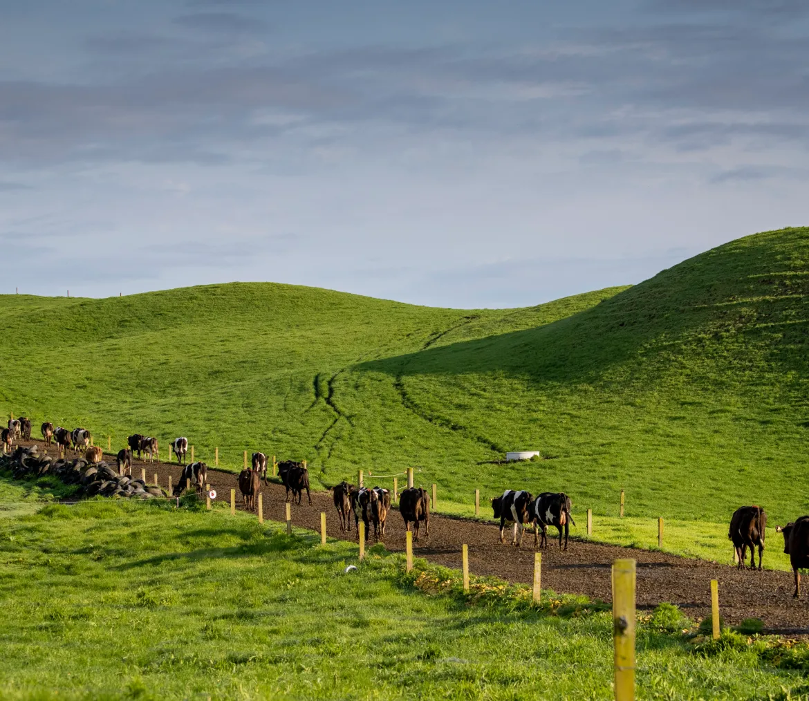Dairy cows walking along a track of rolling pastures